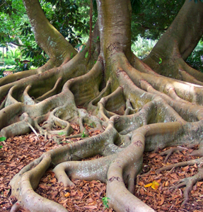 grounding-cords.jpg